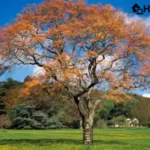 Best Trees for a Low Maintenance Yard