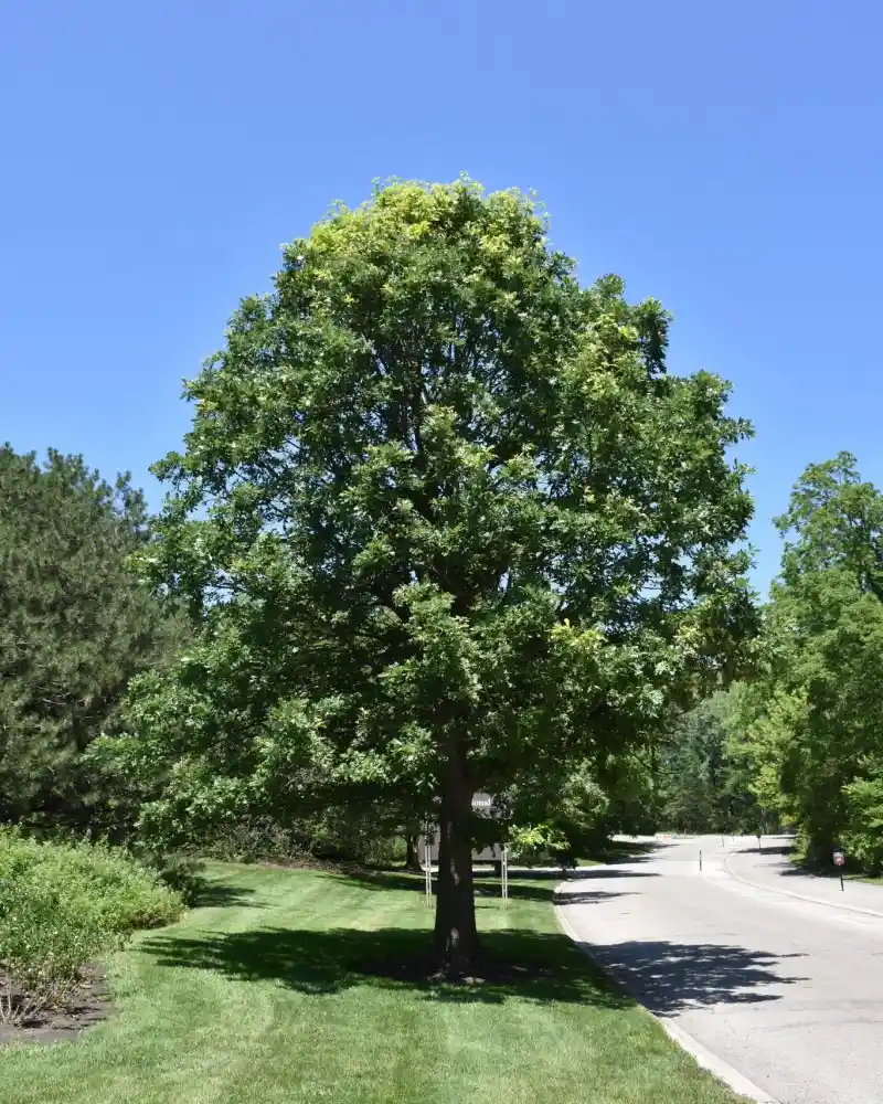 Bur Oak Quercus macrocarpa