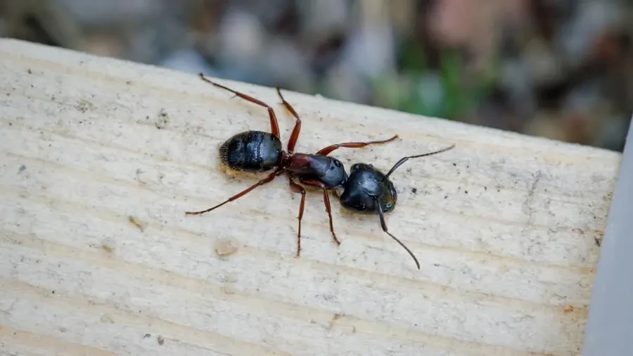 Carpenter Ants