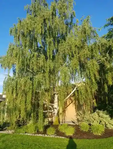 Cutleaf Weeping Birch Betula pendula 'Dalecarlica'