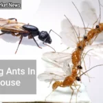 Dealing with Flying Ants in House A Comprehensive Guide