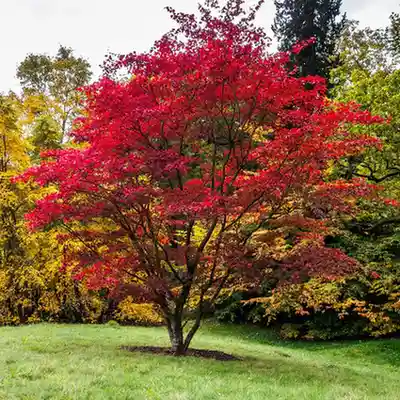 Japanese Maple (Acer palmatum)