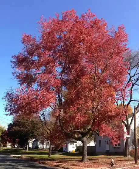 Northwood Red Maple Acer rubrum 'Northwood'