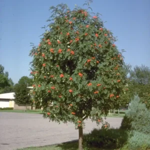 Showy Mountain Ash Sorbus decora