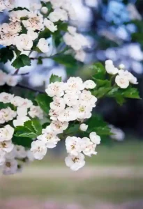 Snowbird Hawthorne Crataegus x mordenensis 'Snowbird'