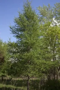 Tamarack (Larix laricina)