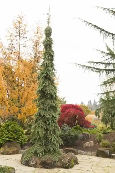 Weeping White Spruce Picea glauca 'Pendula'