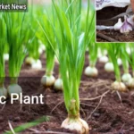 How to Grow Garlic plant: The Complete Guide - Your Source for the Latest Housing Trends | Housing Market News| How to Grow Garlic plant The Complete Guide