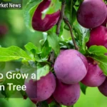 How to Grow a Plum Tree Expert Tips for Thriving Trees