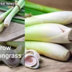 How to Grow Lemongrass A Step-by-Step Guide