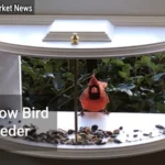Exploring the World of Window Bird Feeders
