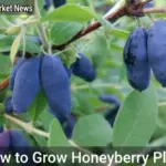 How to Grow Honeyberry Plants for Nutritious Fruits and Cold-Hardy Shrubs - Your Source for the Latest Housing Trends | Housing Market News| How to Grow Honeyberry Plants
