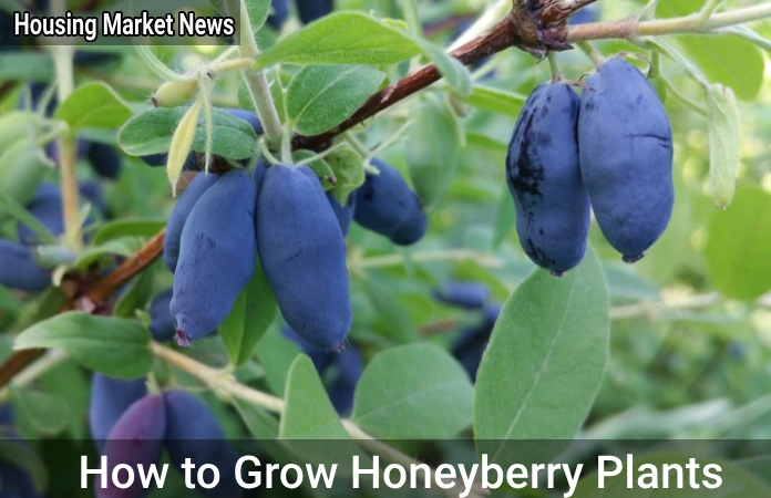 How to Grow Honeyberry Plants