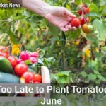 Is it too late to plant tomatoes in June