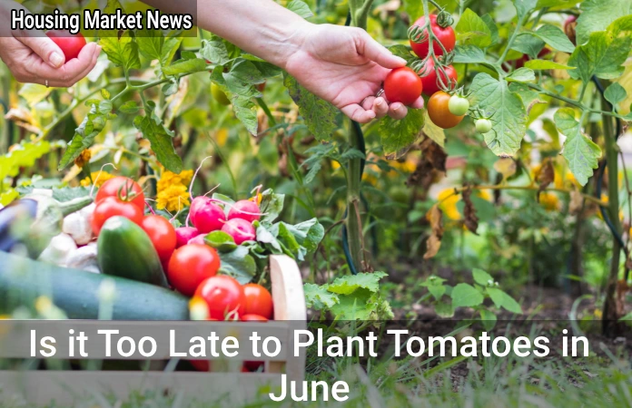 Is it too late to plant tomatoes in June
