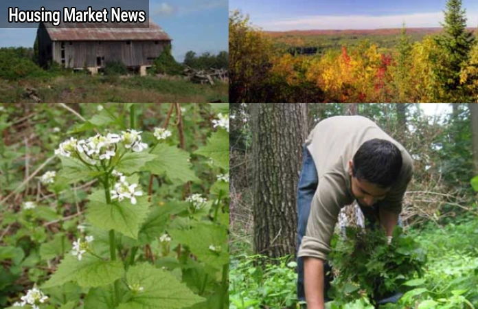Managing Invasive Growth and Protecting Property Value