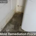 Mold Remediation Process
