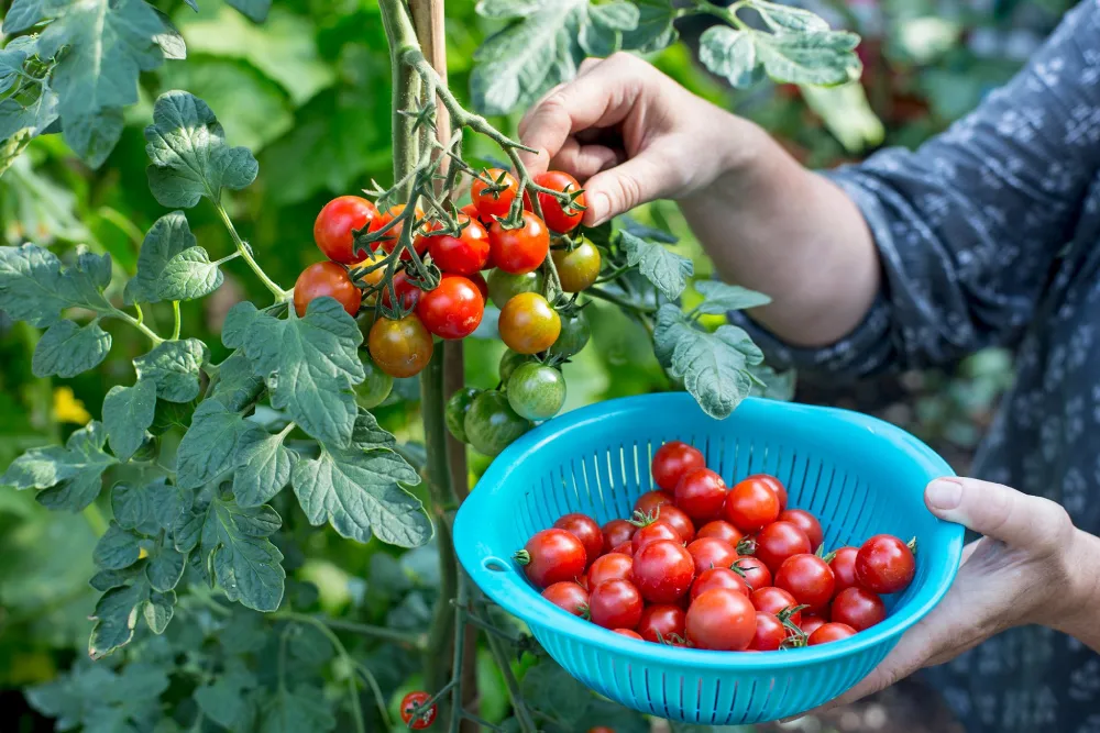 Tomato Growing Season