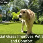 Artificial Grass Improves Pet Safety and Comfort - Your Source for the Latest Housing Trends | Housing Market News| Artificial Grass Improves Pet Safety and Comfort