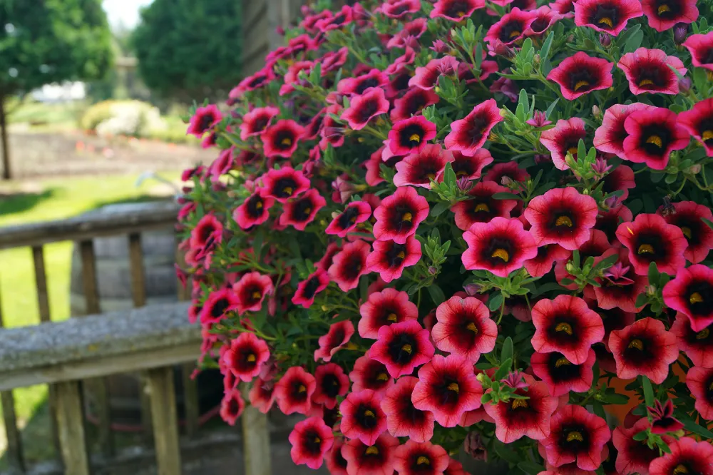 Calibrachoa Plants
