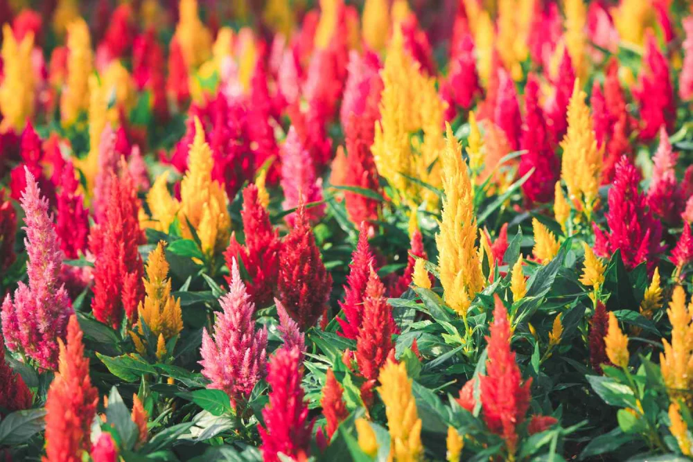 Celosia Plants