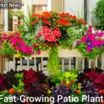 7 Best Fast-Growing Patio Plants for Instant Summer Color in July - Your Source for the Latest Housing Trends | Housing Market News| Fast-Growing Patio Plants