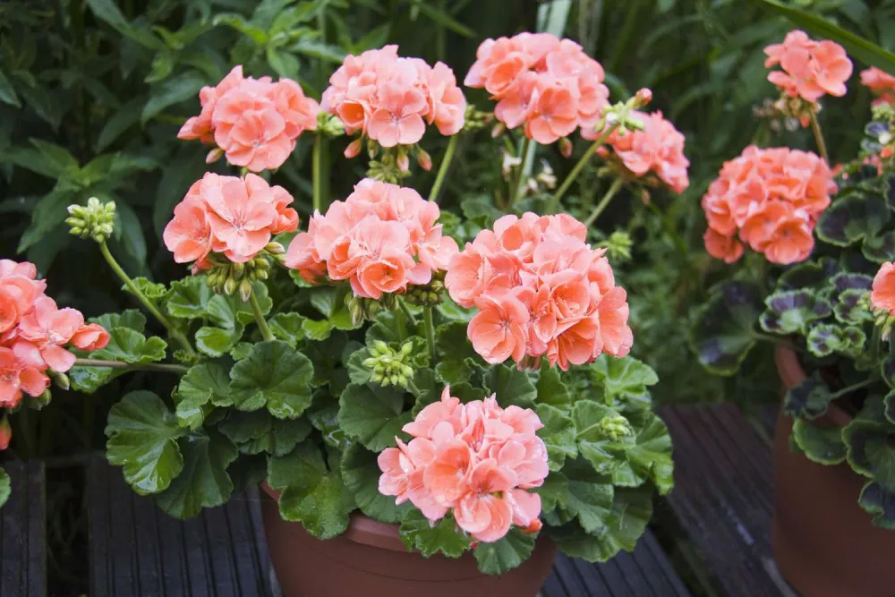 Geraniums Plants