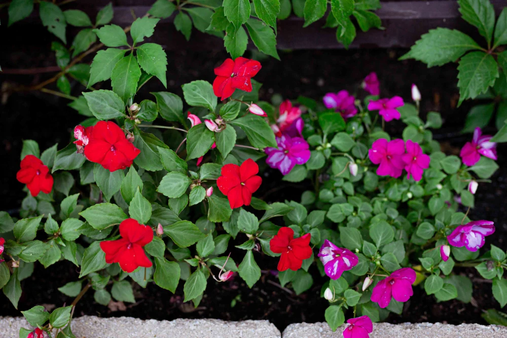Impatiens Plants