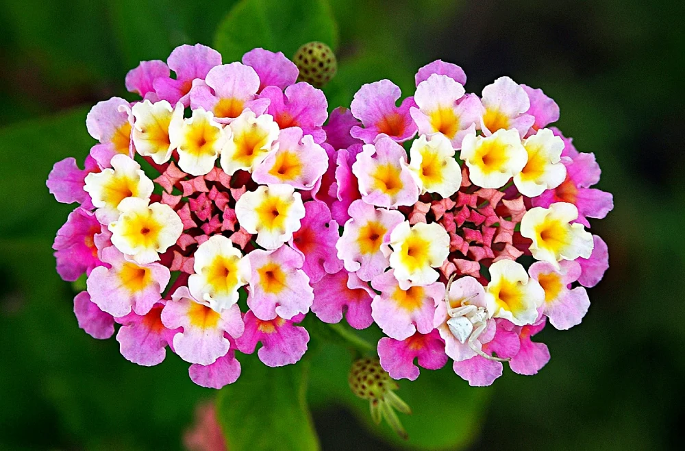 Lantana Plants