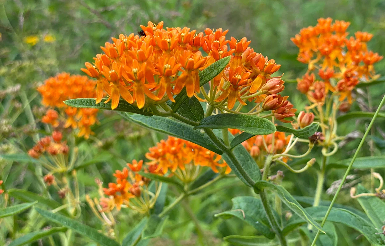 Milkweed Plants