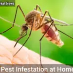 Pest Infestation at Home