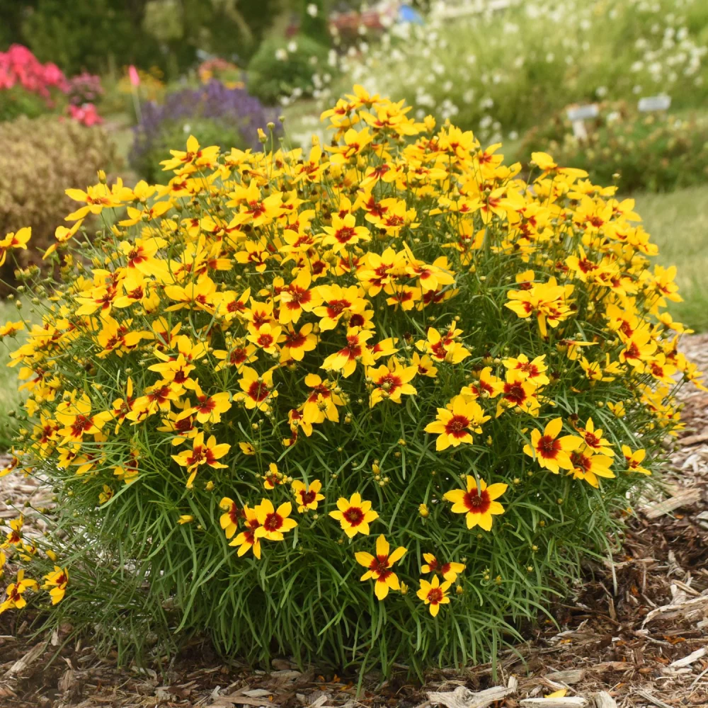 Tickseed (Coreopsis) Plants
