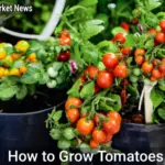 How to Grow Tomatoes