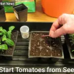 Start Tomatoes from Seeds