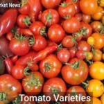 Tomato Varieties