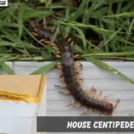 House centipede on grass and wall edge