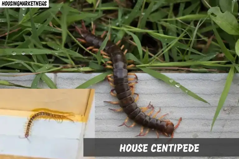 House centipede on grass and wall edge