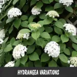 Different hydrangea varieties including bigleaf, panicle, smooth, oakleaf, and climbing hydrangeas in a garden