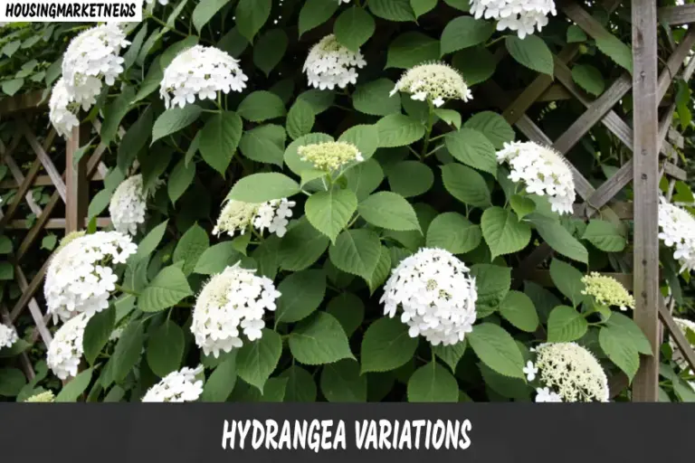 Different hydrangea varieties including bigleaf, panicle, smooth, oakleaf, and climbing hydrangeas in a garden