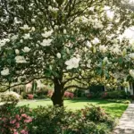 Types of Magnolia Trees