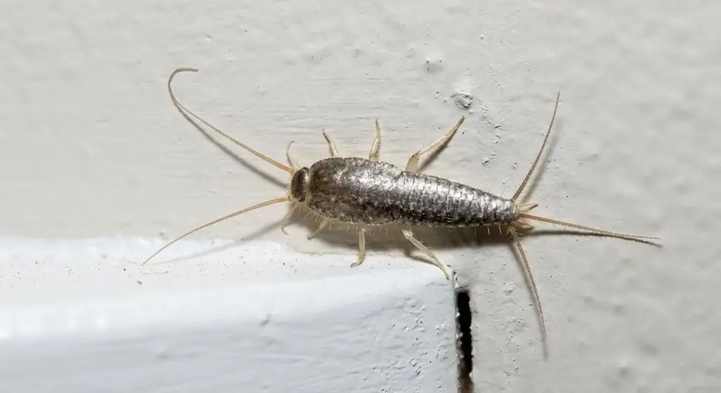 Close-up of a silverfish insect showing its silver body and long antennae indoors