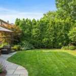 Arborvitae Hedge