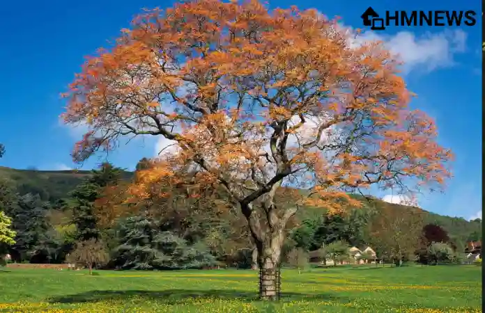 Best Trees for a Low Maintenance Yard